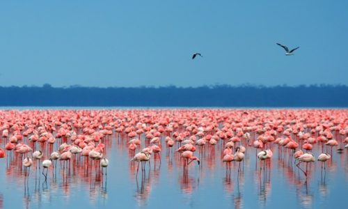 lake nakuru gallery flamingos